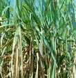 Aumentan rendimientos ca&ntilde;eros con uso de biofertilizante cubano